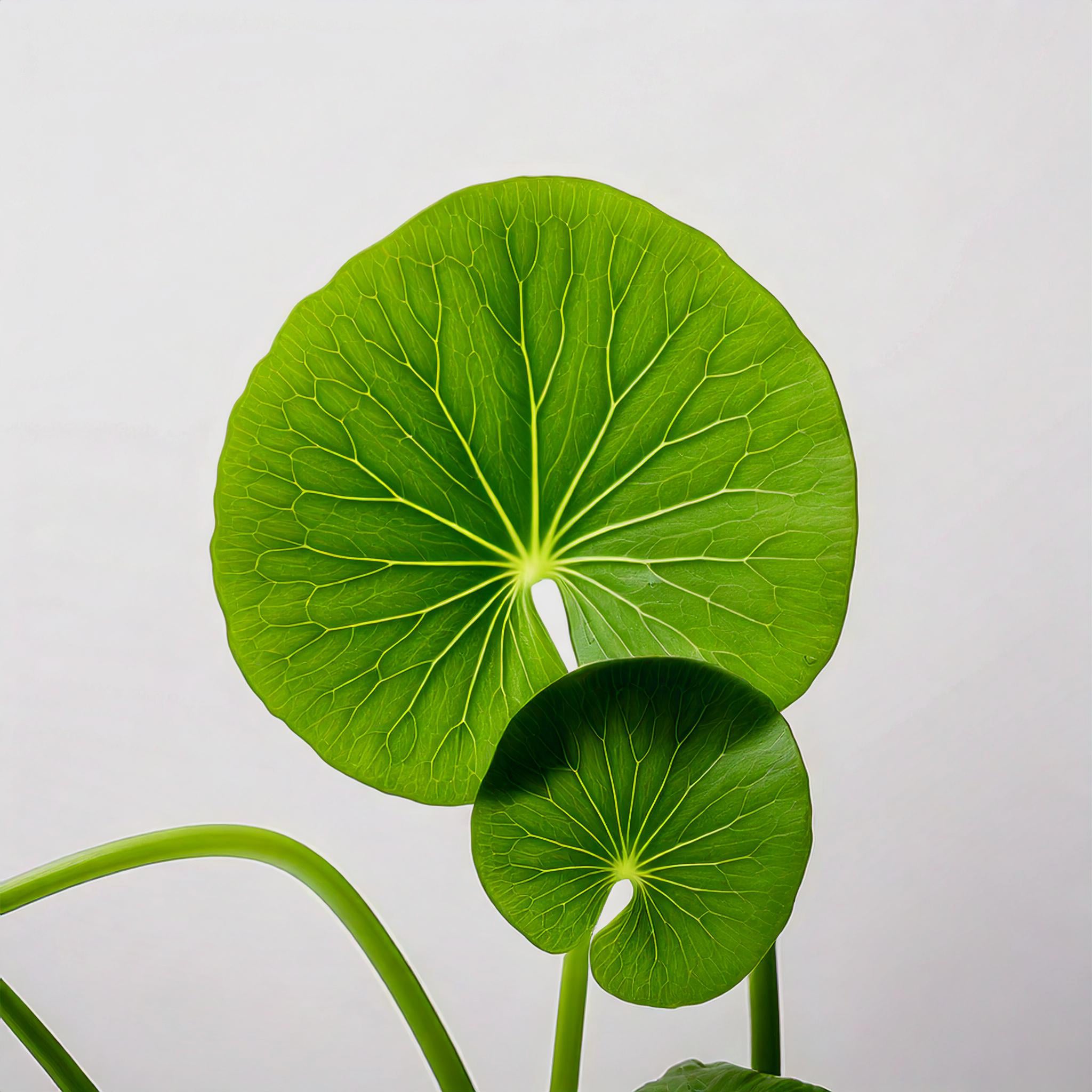 Centella asiatica