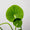 Centella asiatica