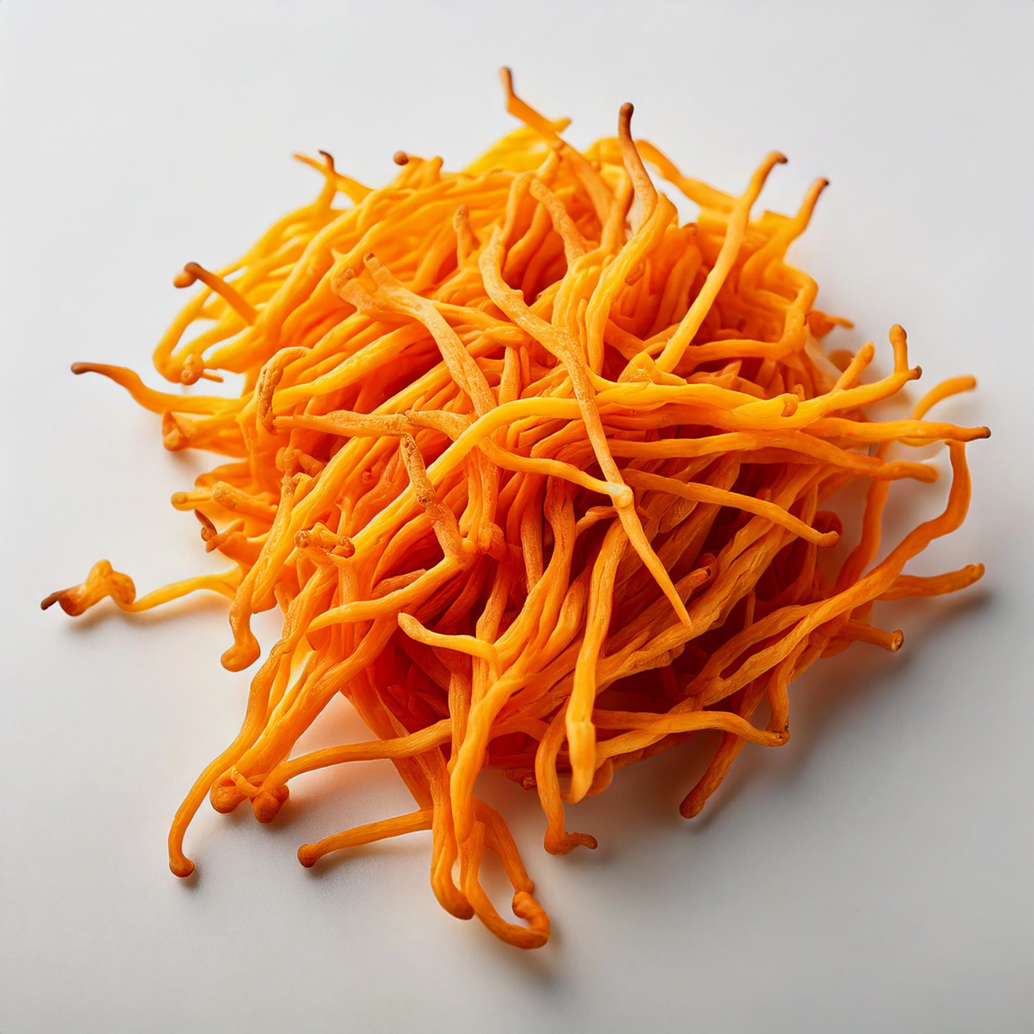 Cordyceps