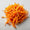 Cordyceps