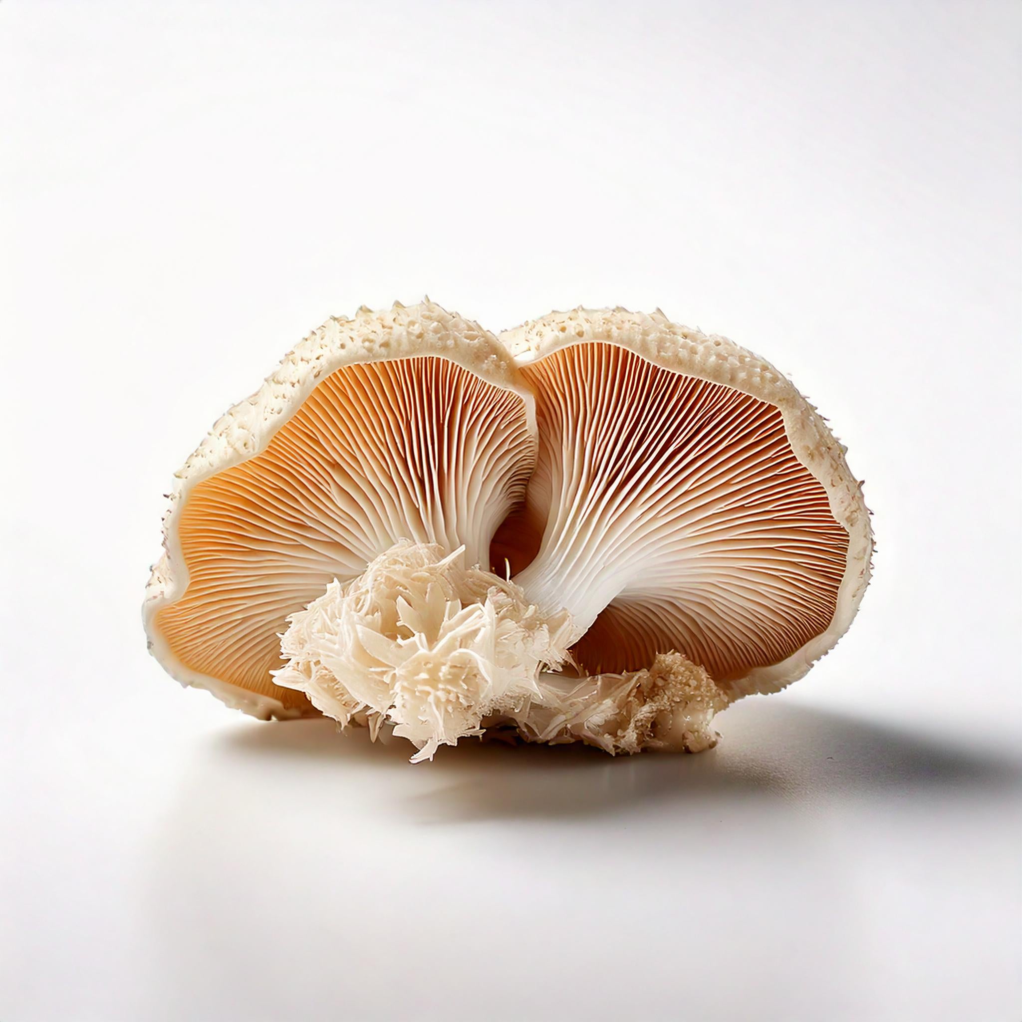 Hericium