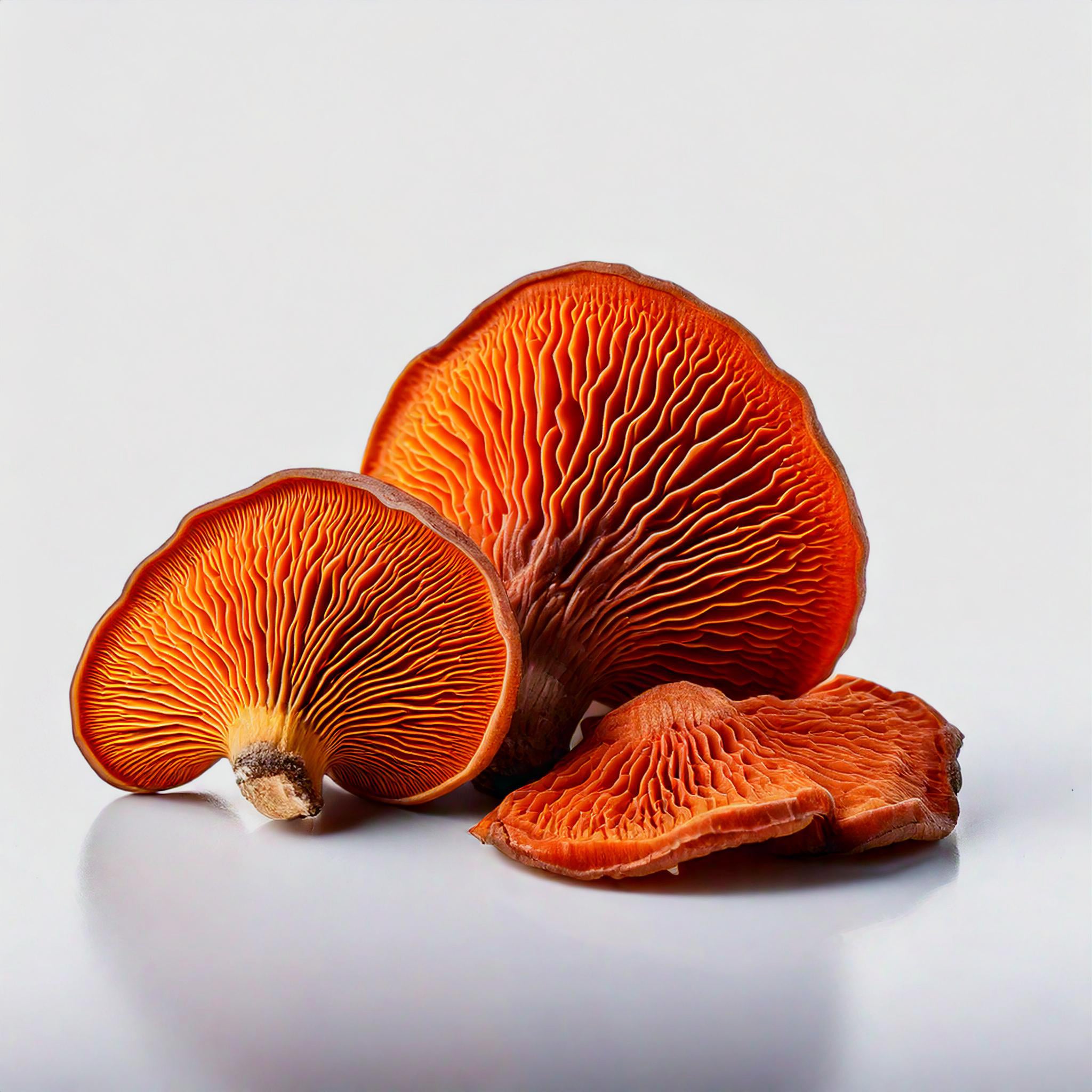 Reishi