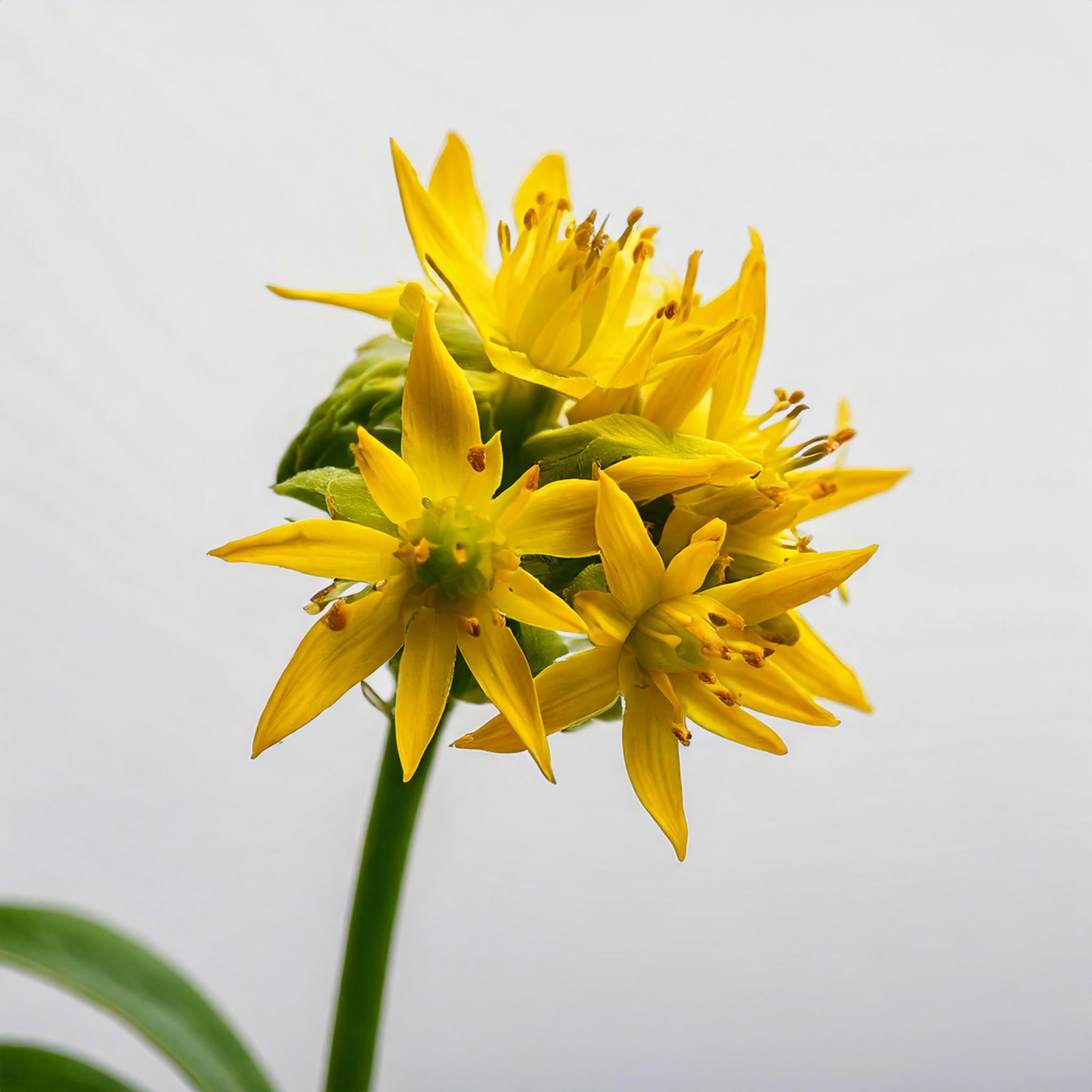 Rhodiola