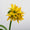 Rhodiola